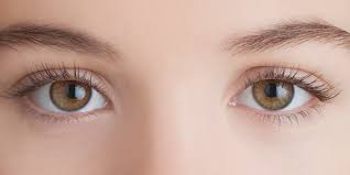 Trauma, Your Limbic System and EMDR: What’s the Connection?
